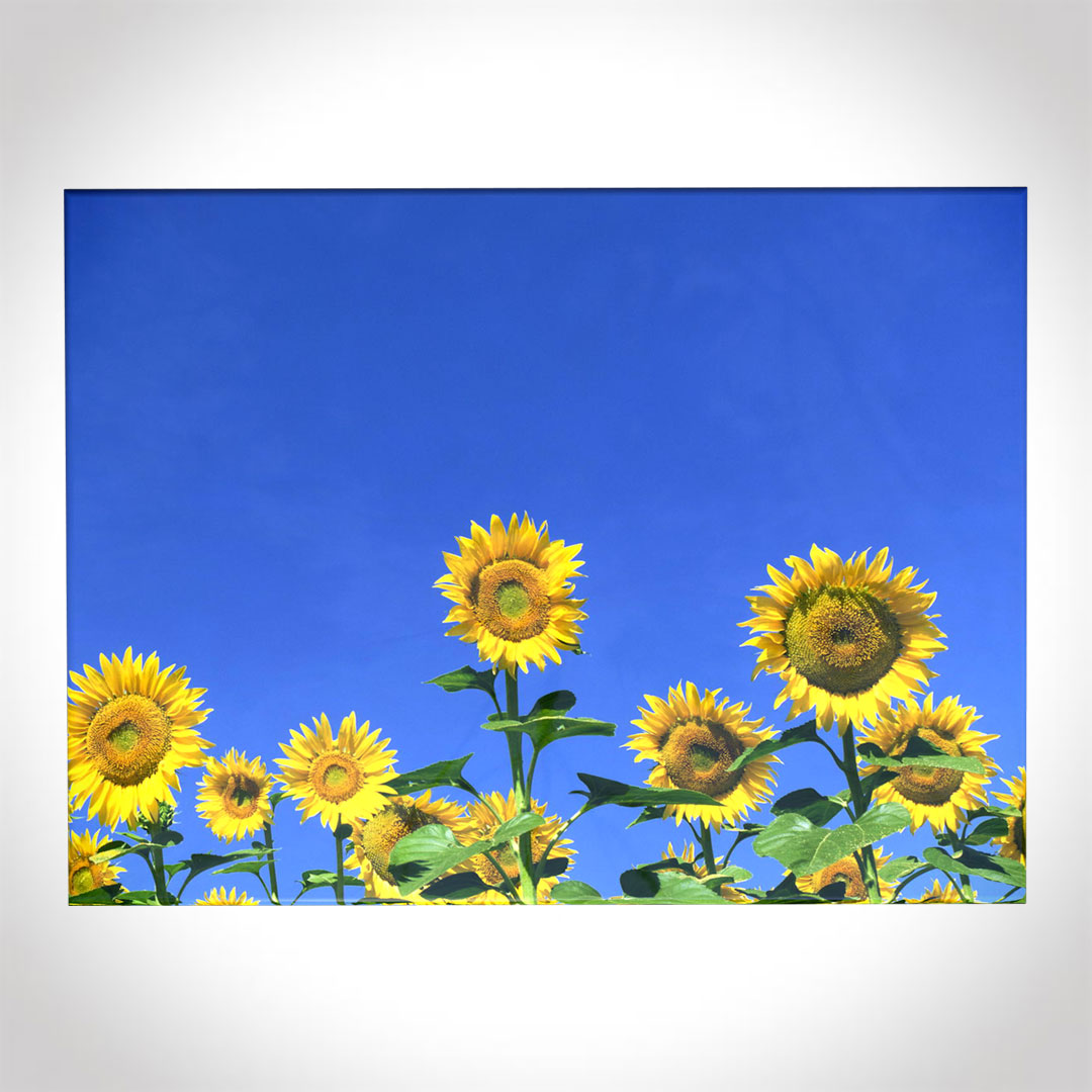 Sunflower Delight Ashes Casket | Colourful designs | Ashes & Urns